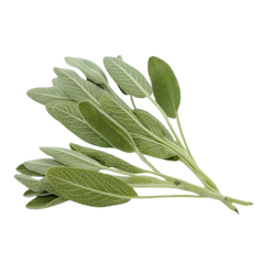 Oud