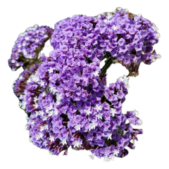 Oud