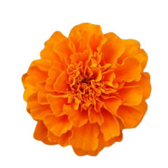 Oud