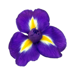 Oud