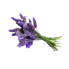 Oud