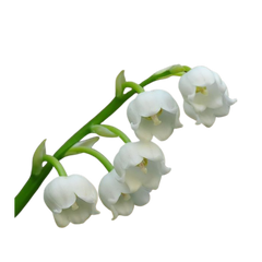 Oud