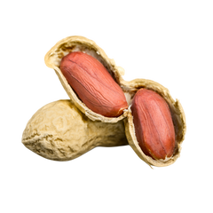 Oud
