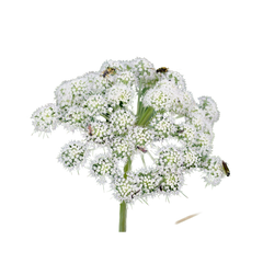 Oud